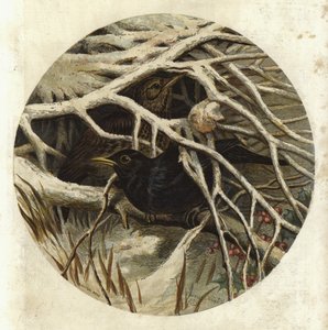 Merle et grive, dans le couvert